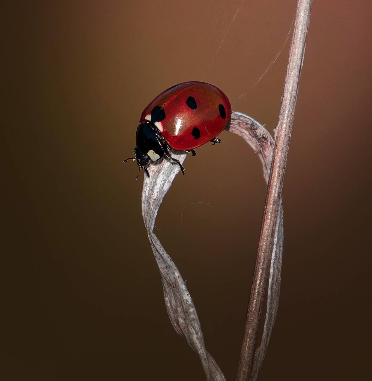 , Фото Александр