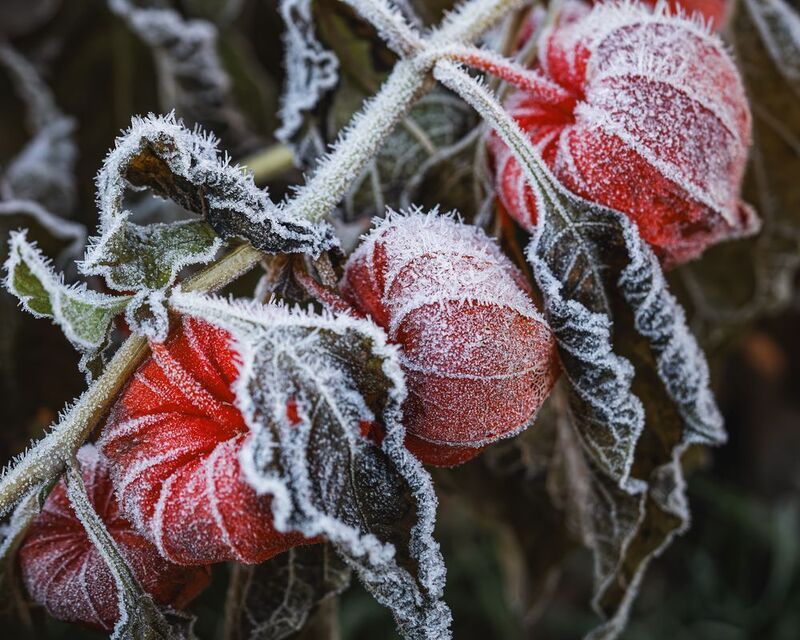 Зима близко.. фото превью