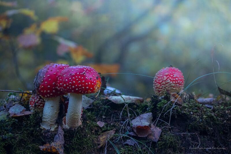 Мухоморы фото превью