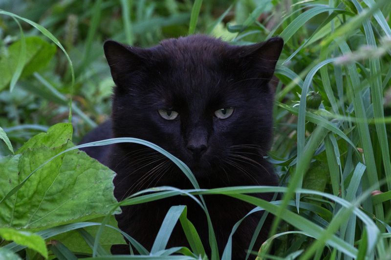 Не только в джунглях есть пантеры... фото превью