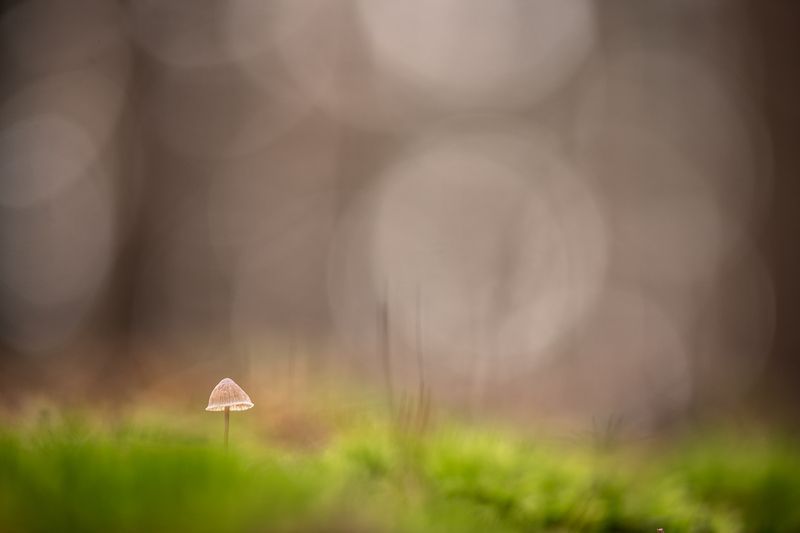 грибы, свет, россия, воронеж,  осень, nikon d850, carl zeiss makro-planar t* 100mm f/2 zf.2 Уже ноябрь... фото превью