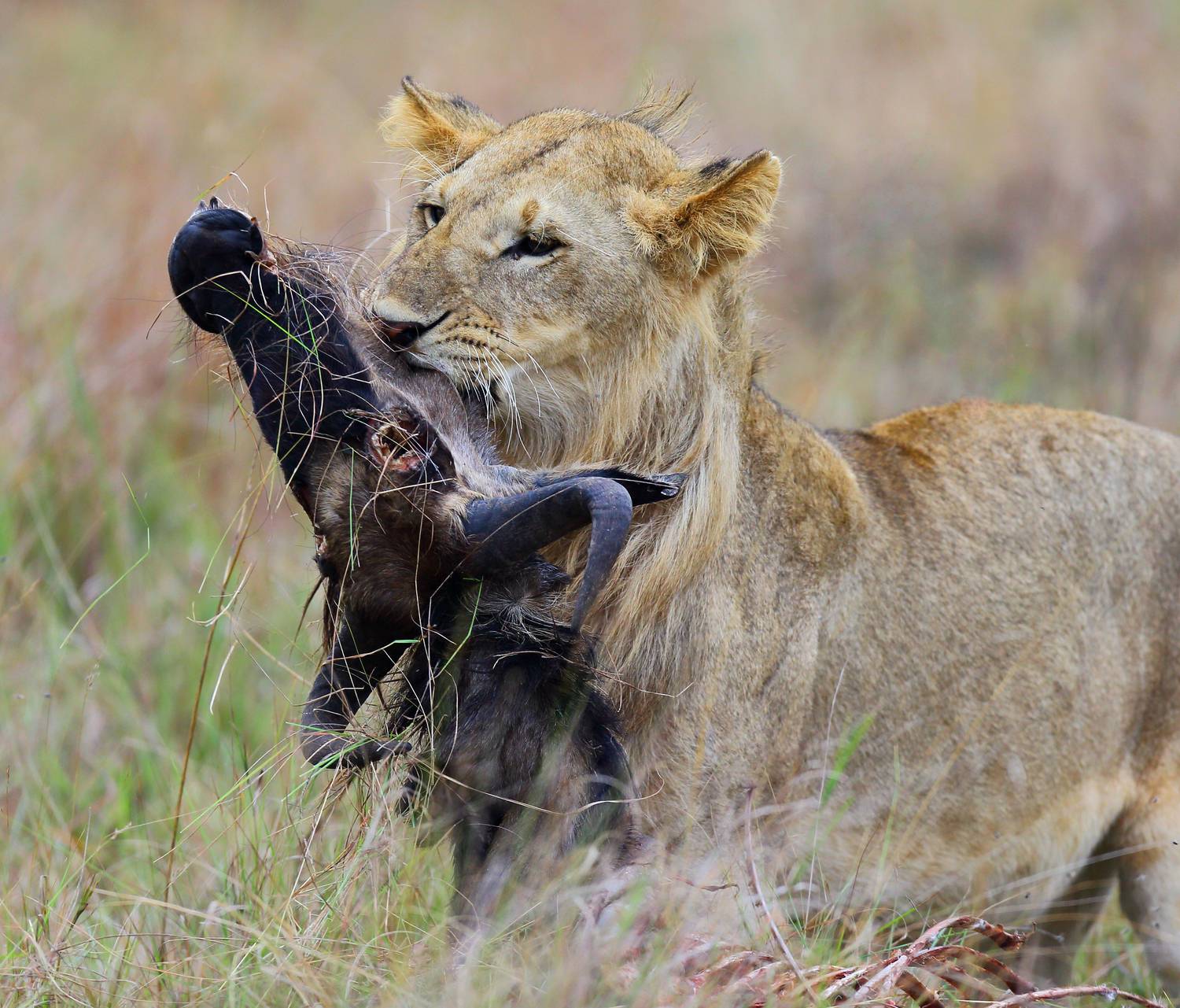 , Гудков Андрей