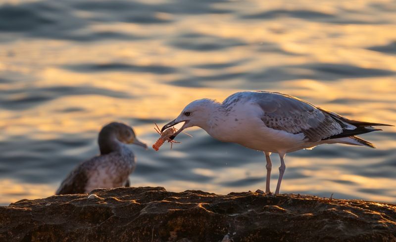 Трапеза фото превью