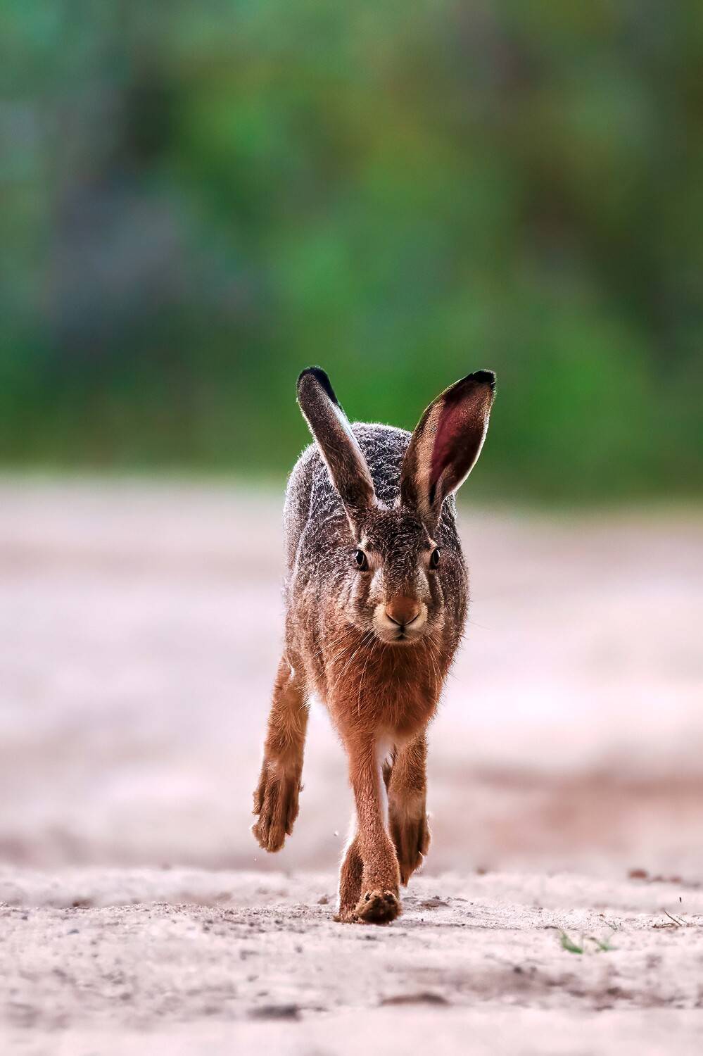 , Павел Ныриков