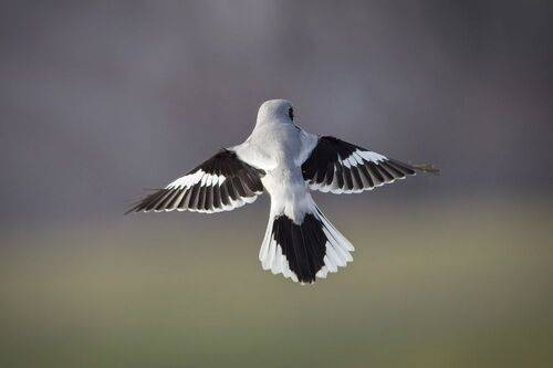 Gray shrike