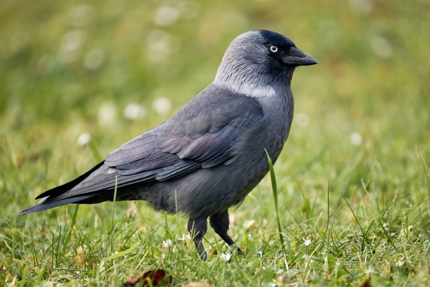 , ssmirs Сергей