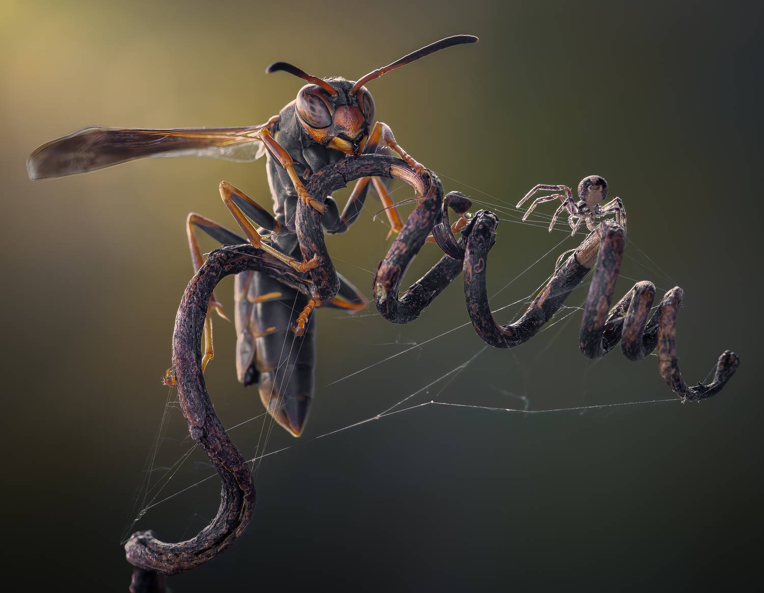 wasp, insect, macro, nature, wild, insects, bee, spider, web, wild, nature, Atul Saluja