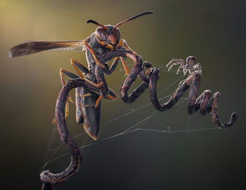 wasp, insect, macro, nature, wild, insects, bee, spider, web, wild, nature The duel on the vine фото превью