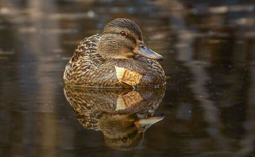 Кряква / Mallard / Anas platyrhynchos