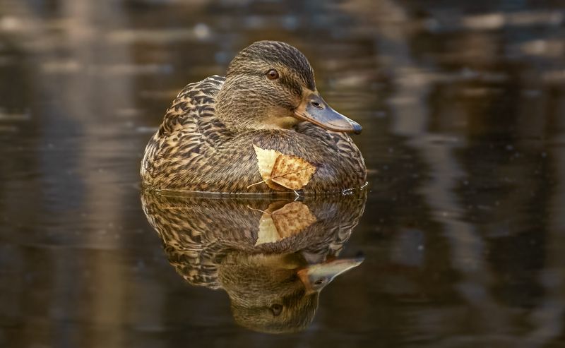 Кряква / Mallard / Anas platyrhynchos фото превью