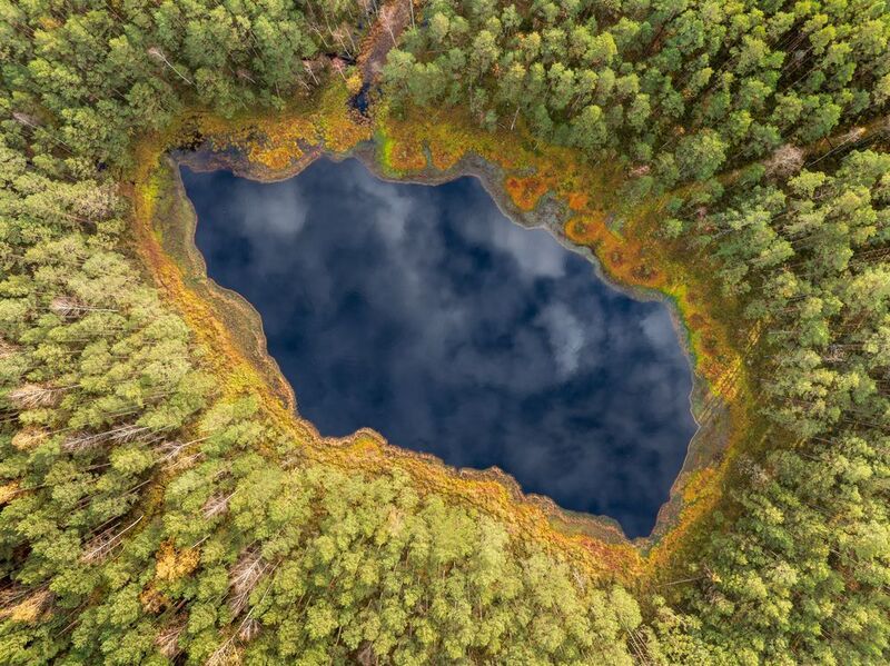 Лесное око фото превью