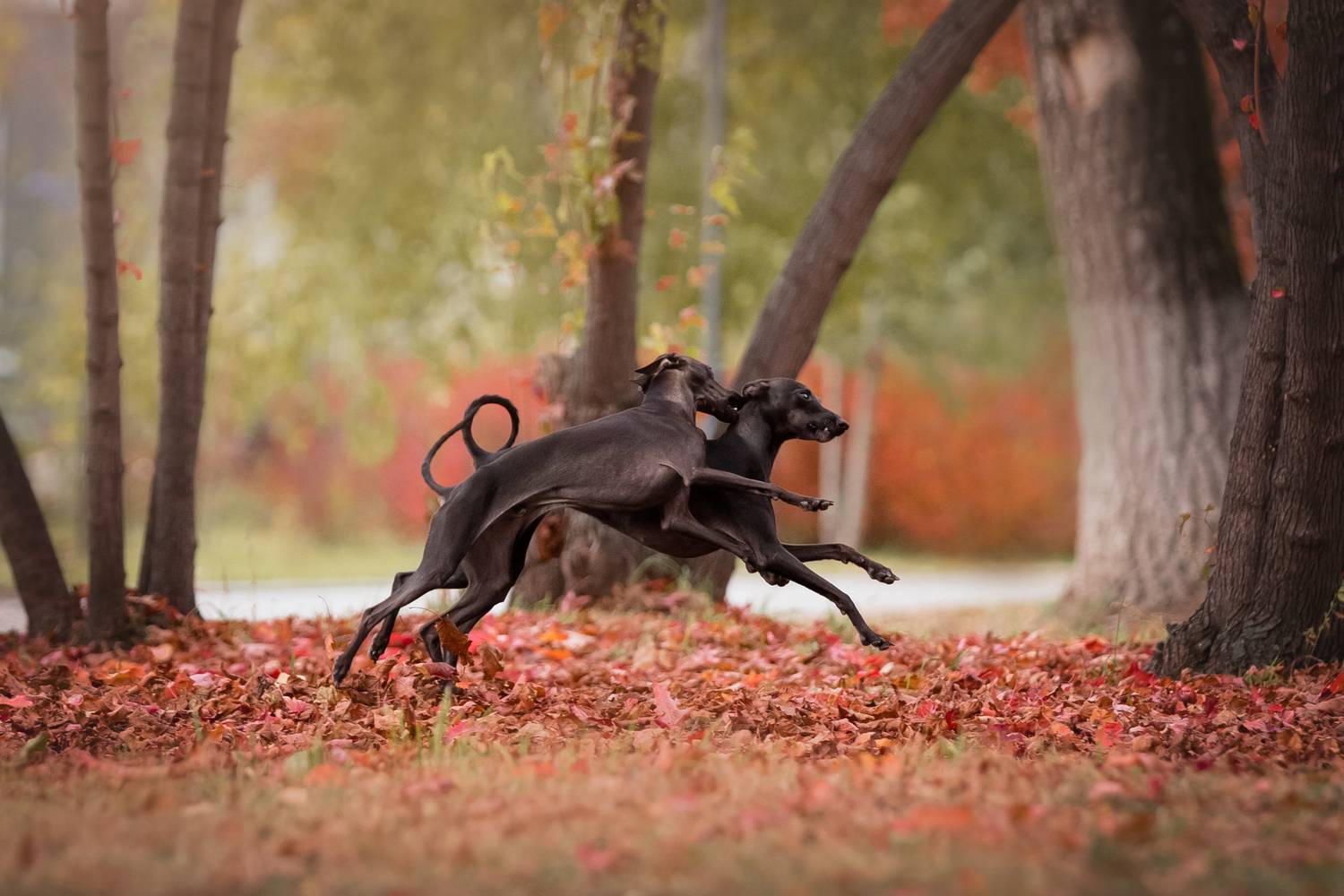 Осень, Собаки, Левретки, Борзые, Наталья Степанова