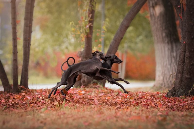 Осень, Собаки, Левретки, Борзые Утренняя пробежка фото превью
