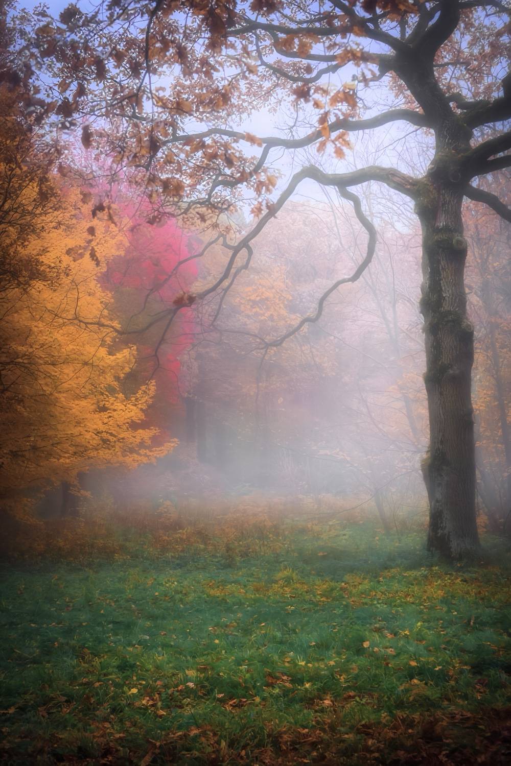 пейзаж, landscape, nature, природа, осень, autumn, золотаяосень, goldatum, лес, forest, туман, Julia Kaissa