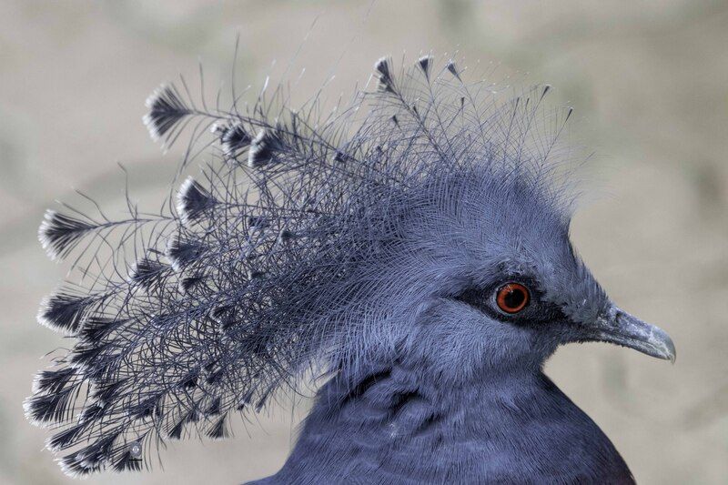 Victoria crowned pigeon фото превью
