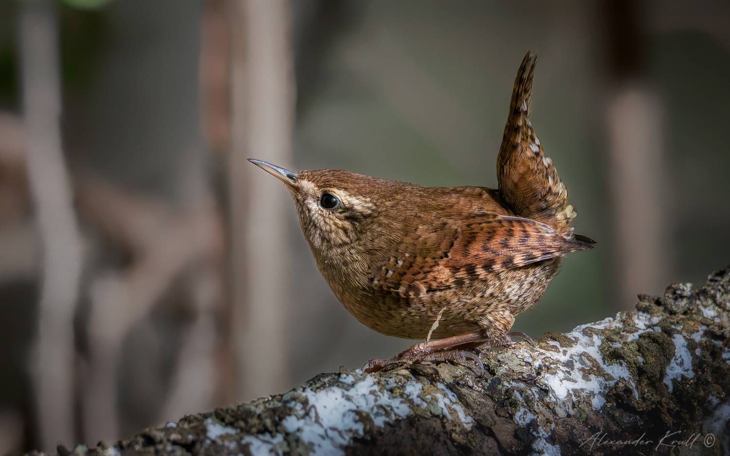 крапивник, подкоренник, орешек, задерихвост, troglodytes troglodytes, Круль Александр