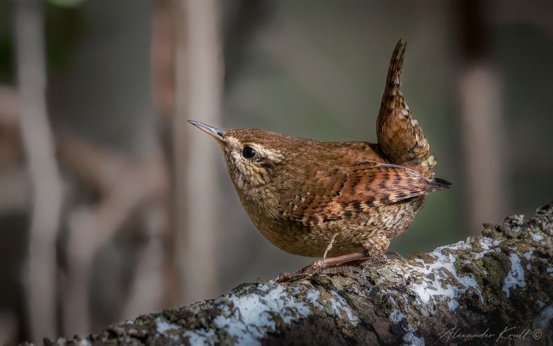крапивник, подкоренник, орешек, задерихвост, troglodytes troglodytes Шустрый фото превью