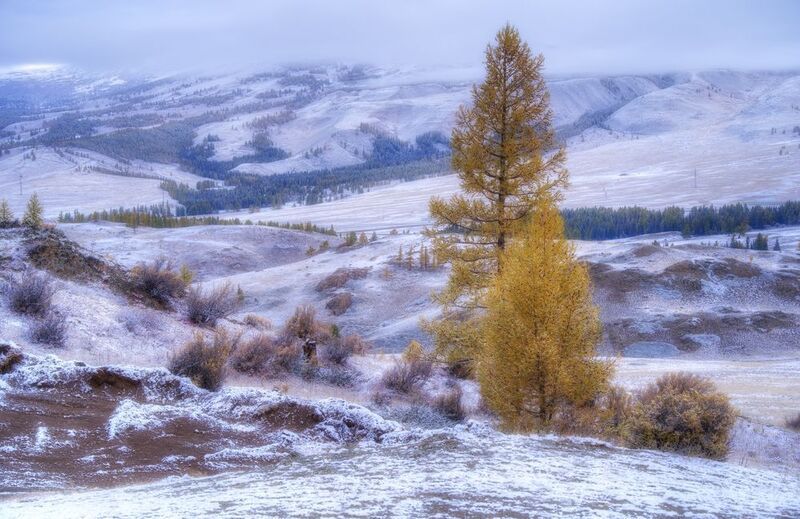 алтай горы лес утро пейзаж красивый снег иней Скоро зима фото превью