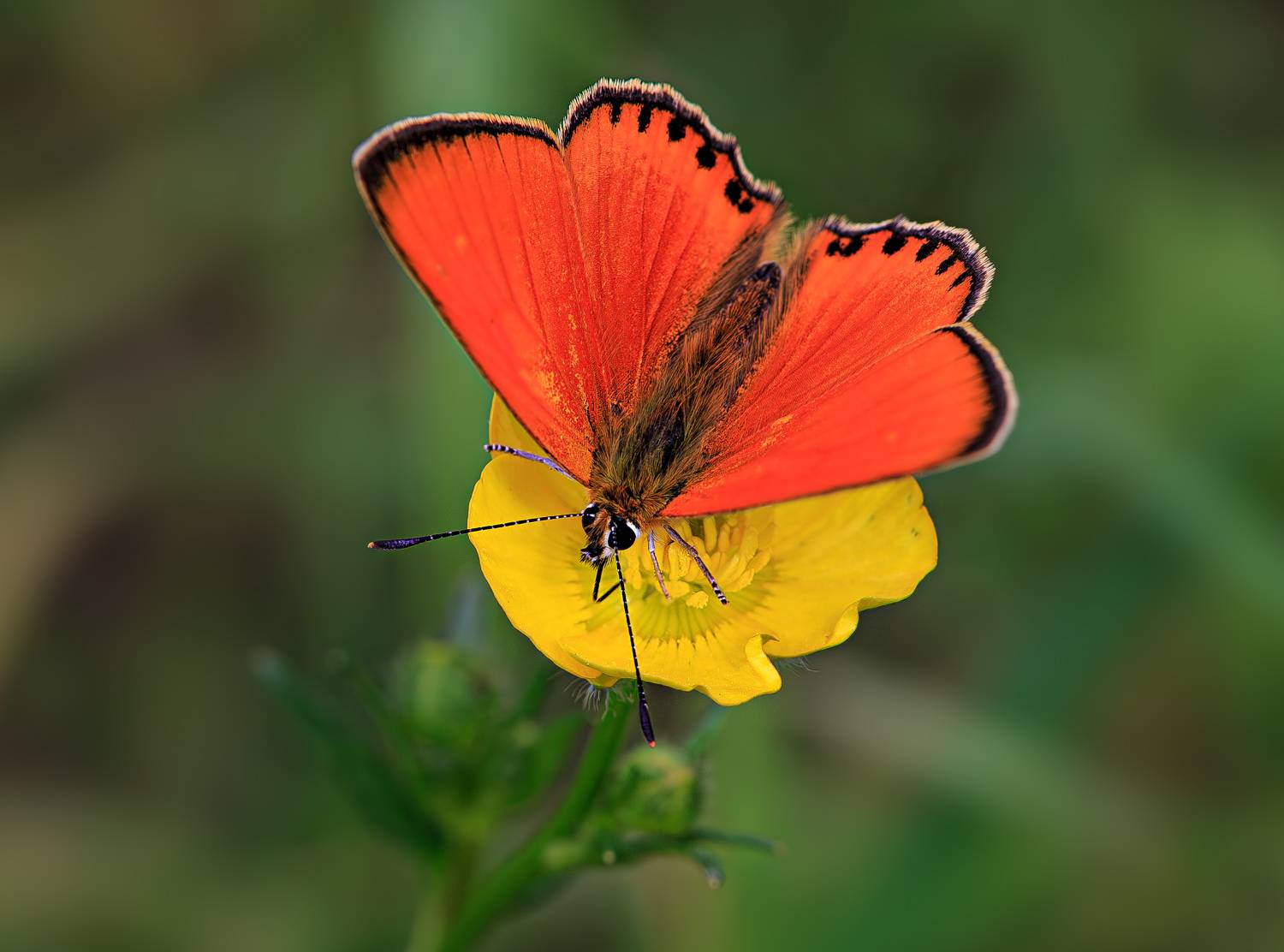 насекомые, бабочка, голубянка, червонец, огненный, лето, июнь, Борис Новиков