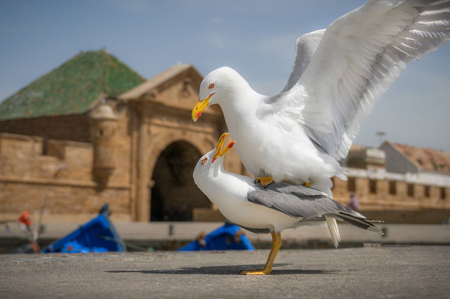 марокко, чайки, порт, maroc, marocco, street, city, blue, blue city, cat, etnic, africa, крепость, птицы, Kaznov Stanislav