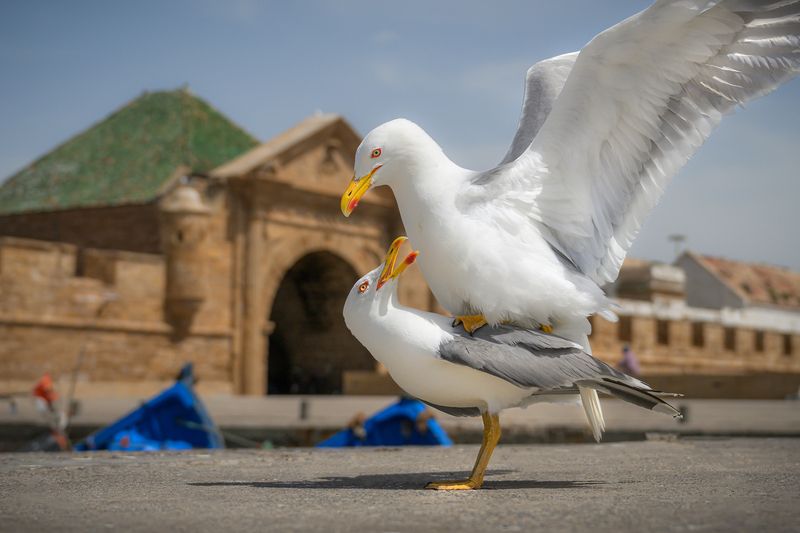 марокко, чайки, порт, maroc, marocco, street, city, blue, blue city, cat, etnic, africa, крепость, птицы  фото превью