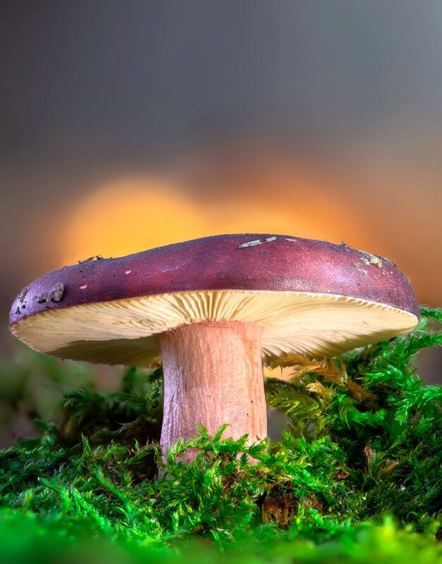 Сыроежка фото превью