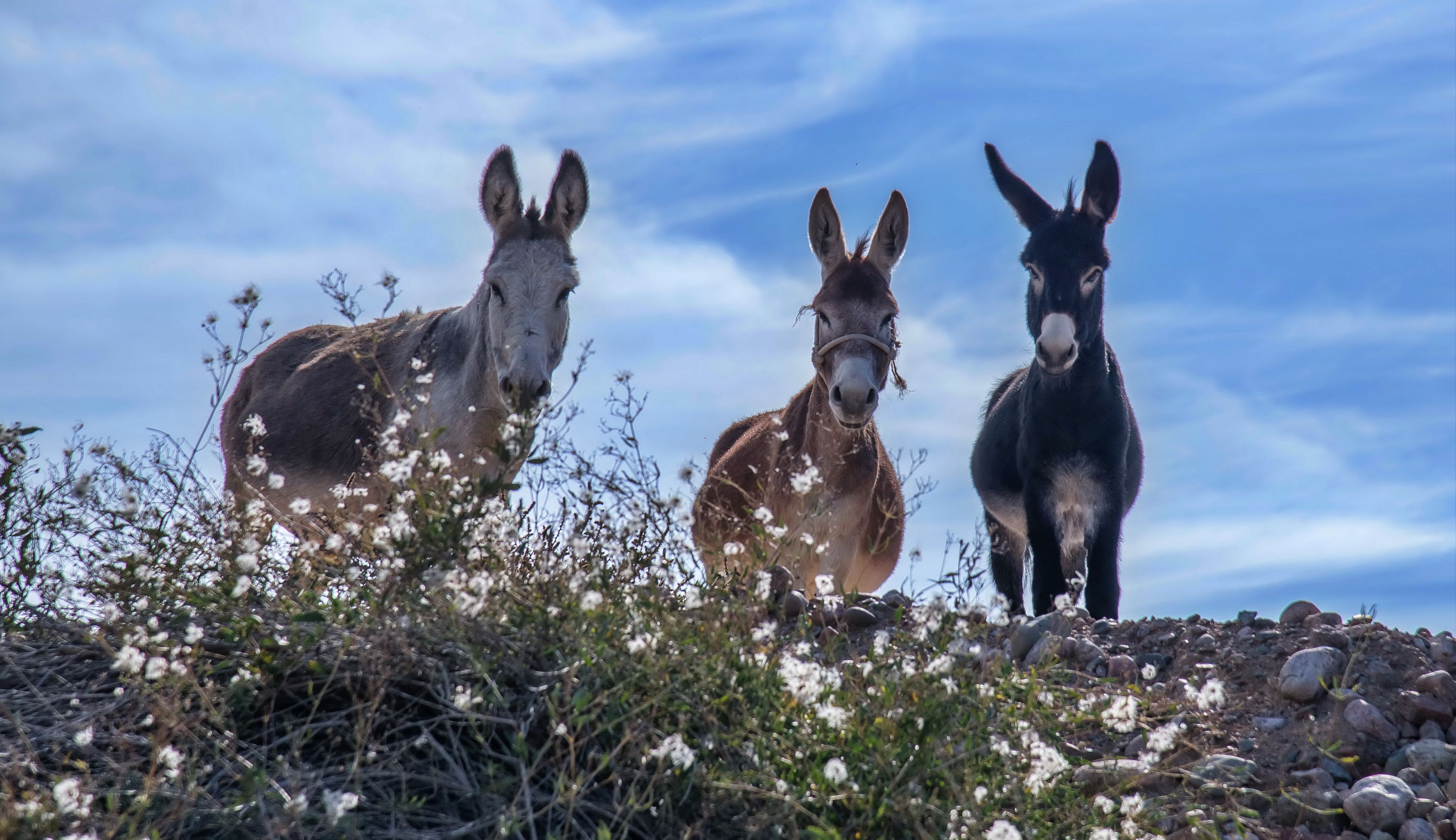 ослики Любопытные фото превью