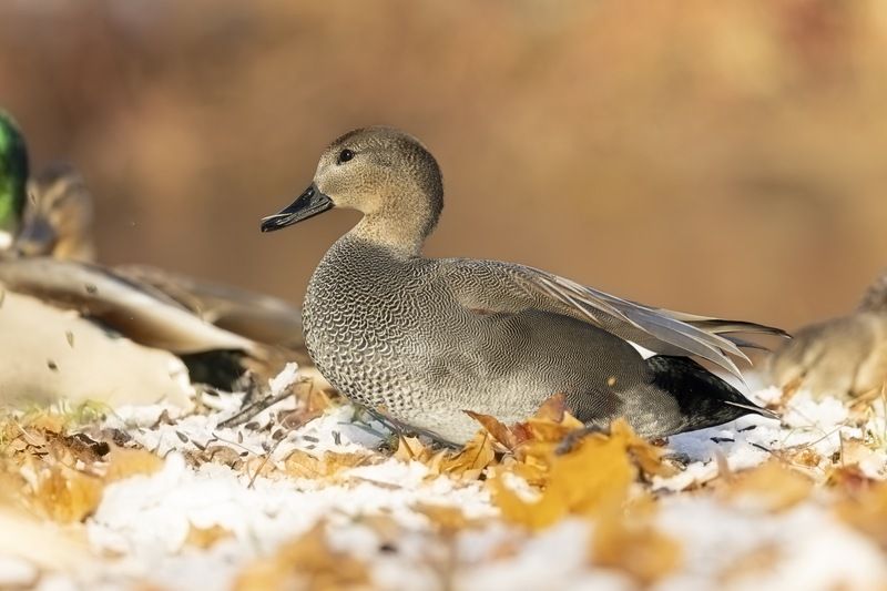 серая утка, утка, птицы, красная книга Серая утка фото превью