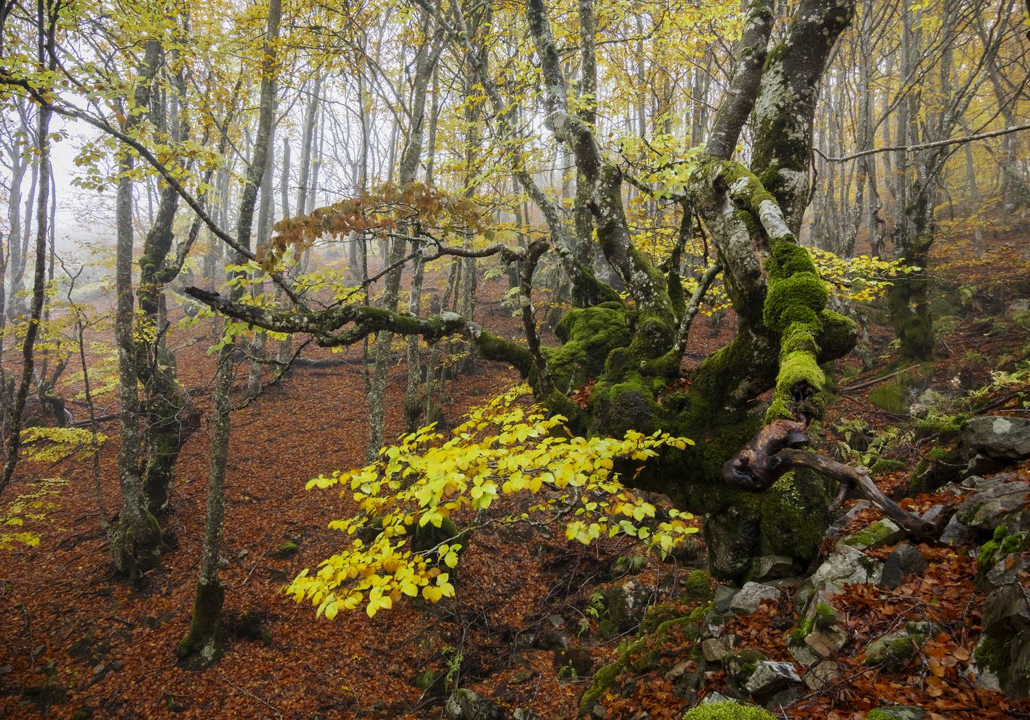 photography, mountain, autumn, flower, landscape, photo, awakening, flowers, land, landmark, lands, dramatic ligth, ligth, mountains, jimenez millan samuel