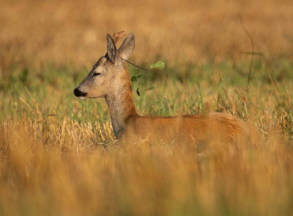 косуля, дикие животные,, Vladimir Pakalevich