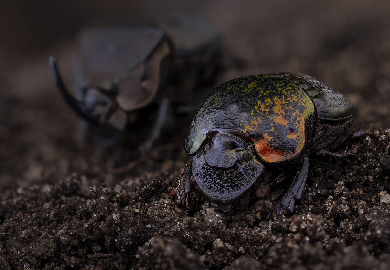 coleoptera, scarabaeidae, phanaeus meleagris minos, Kavaliauskas Eugenijus