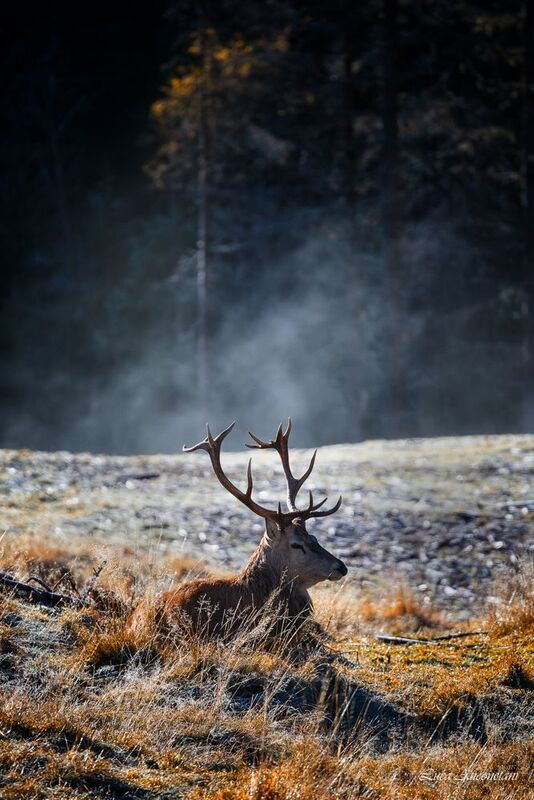 animals nature italy trentino deer woods Just after dawn фото превью