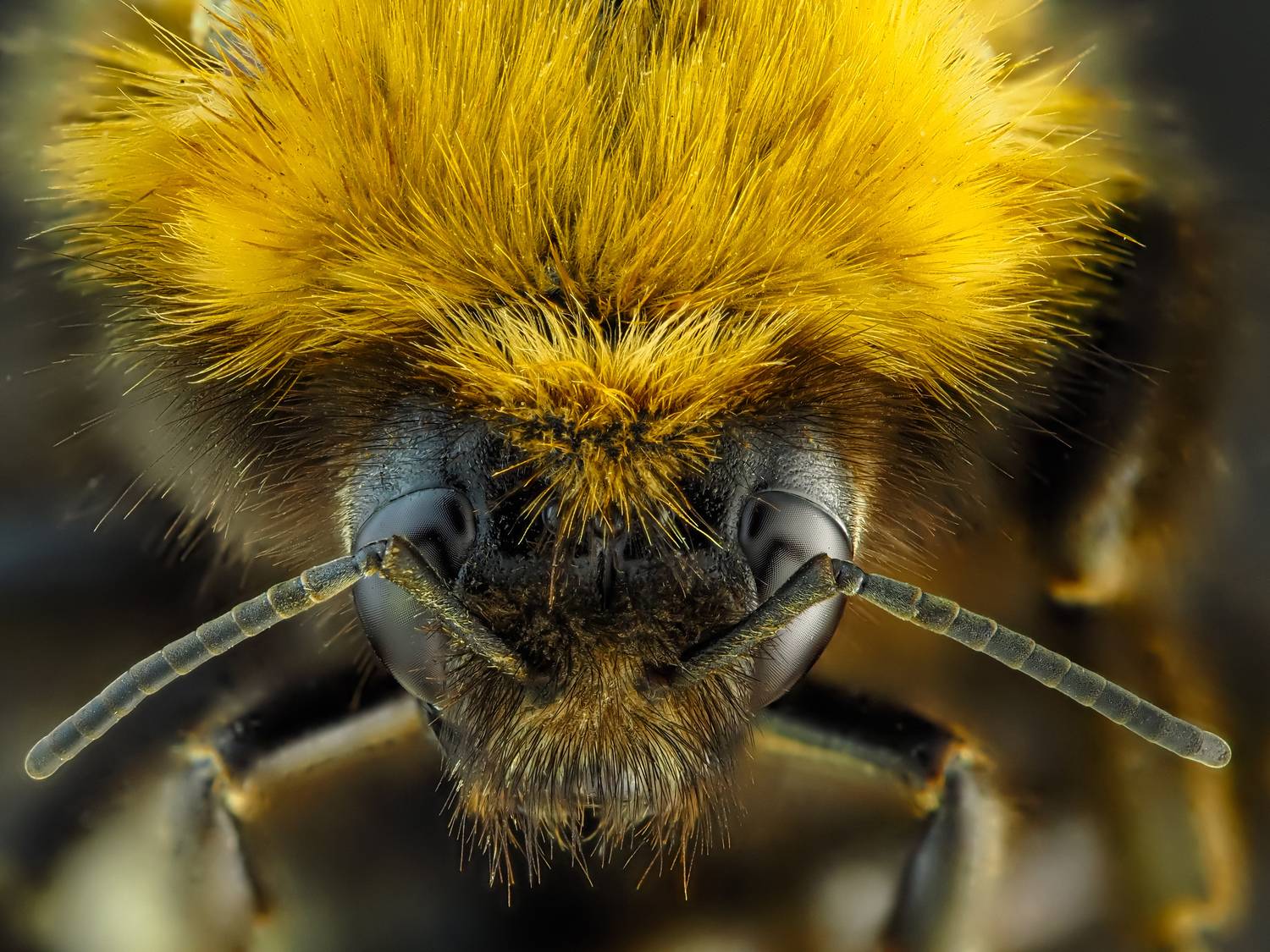 , Олег Савицкий