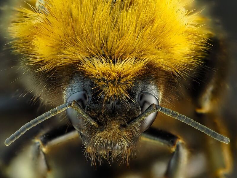 Шмель. фото превью