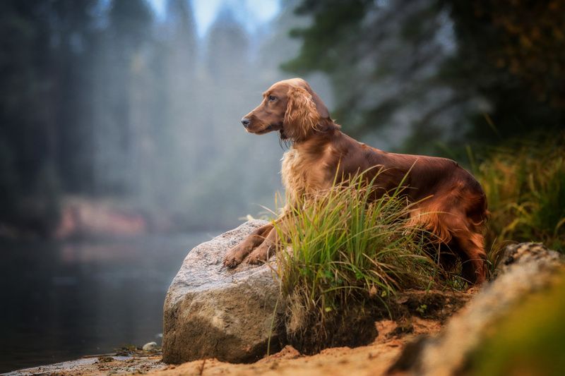 ...... фото превью