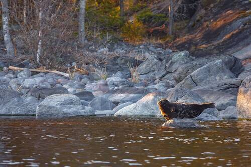 Ладожская лодочка
