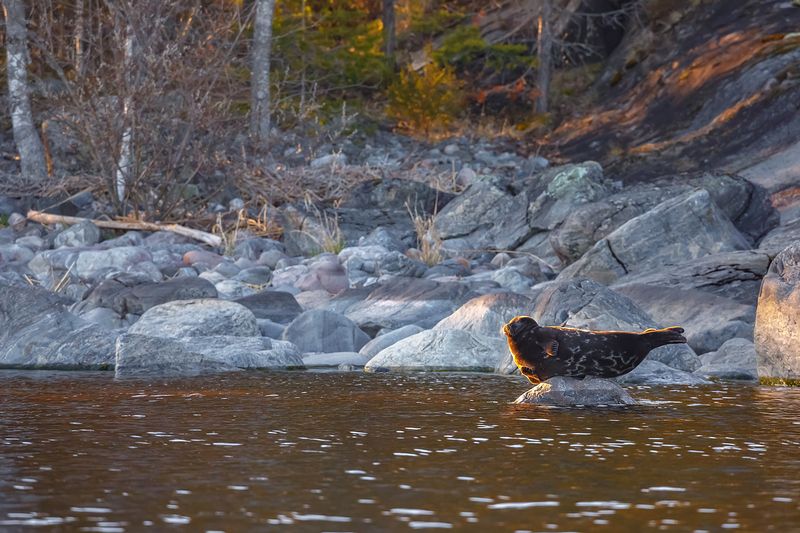 весна, нерпа, ладожская нерпа, ладожские шхеры, карелия, ладога, северное приладожье, сортавала, питкяранта, русский север,северная природа, северный пейзаж, пейзажи карелии, фототуры по карелии, фототуры по ладоге, фототур на ладожские шхеры Ладожская лодочка фото превью