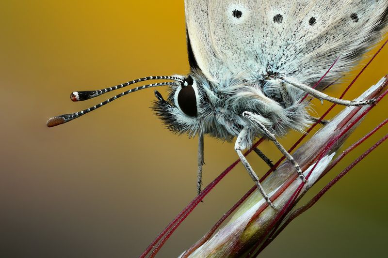 макро, природа, животное, растение, цвет, фото, желтый, бабочка, трава Голубянка фото превью