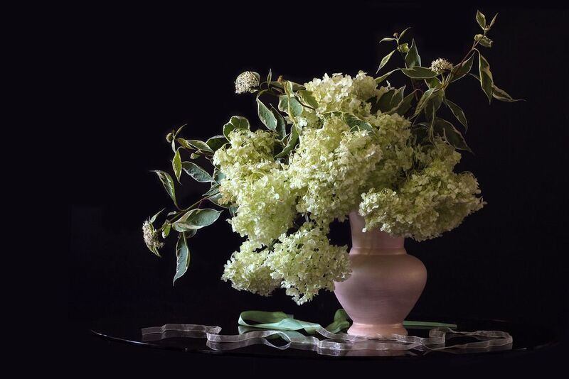 гортензия, дёрен Любимая гортензия фото превью