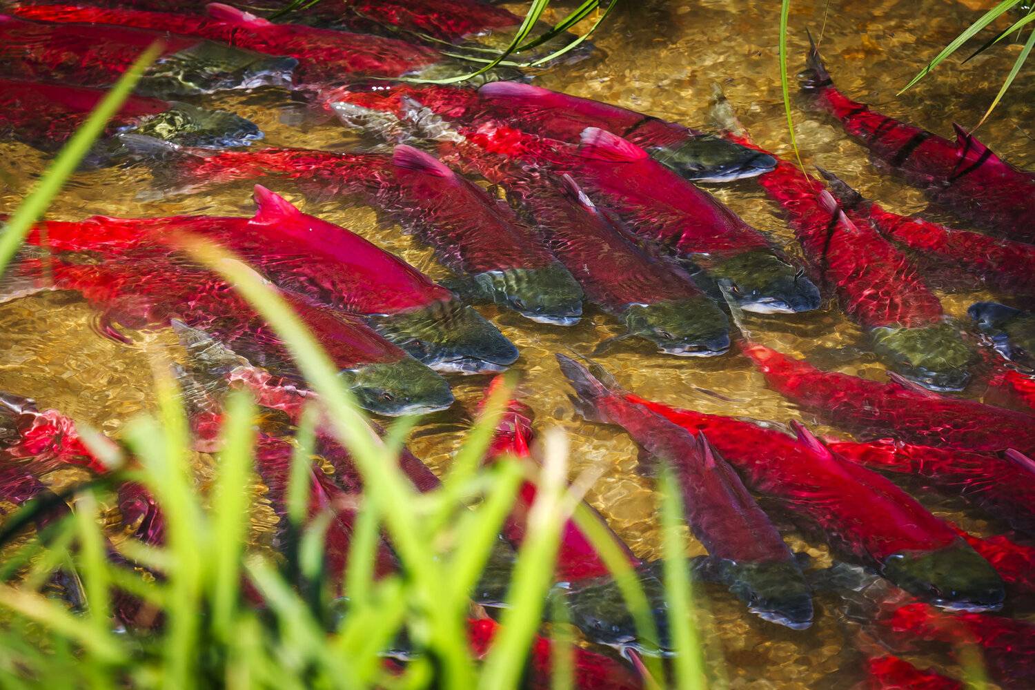 рыба, нерка, красная, лососи, нерест, ручей, командорские острова, Уткин Дмитрий