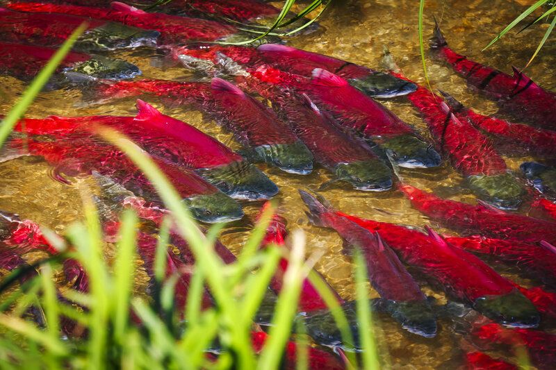 рыба, нерка, красная, лососи, нерест, ручей, командорские острова Нерка фото превью