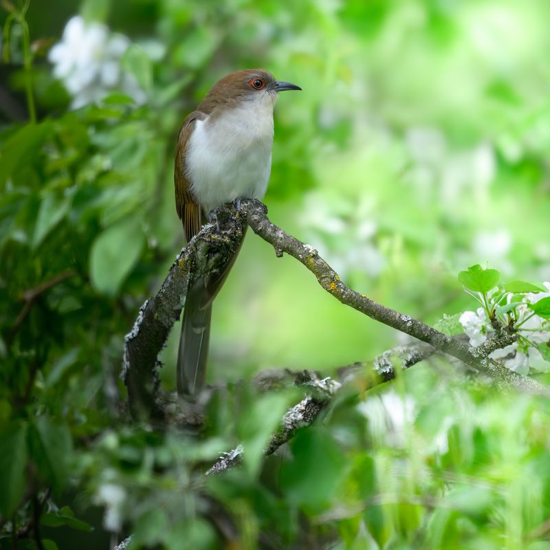 Black-billed cuckoo фото превью