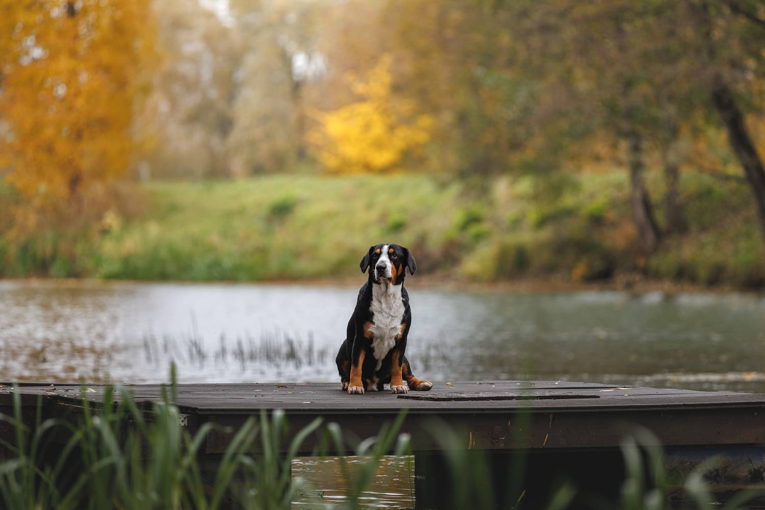 , Шерскова Мария