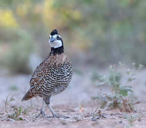 Northern Bobwhite - Виргинская американская куропатка