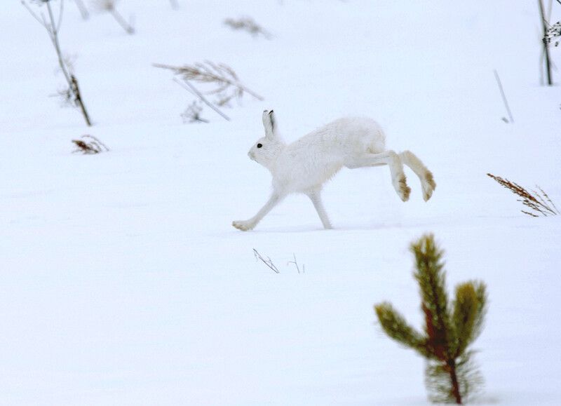 заяц-беляк, первый снег Трусишка зайка беленький рысцою пробегал фото превью