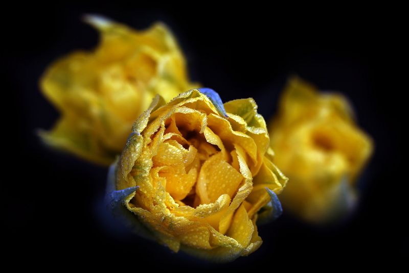 тюльпаны фото превью