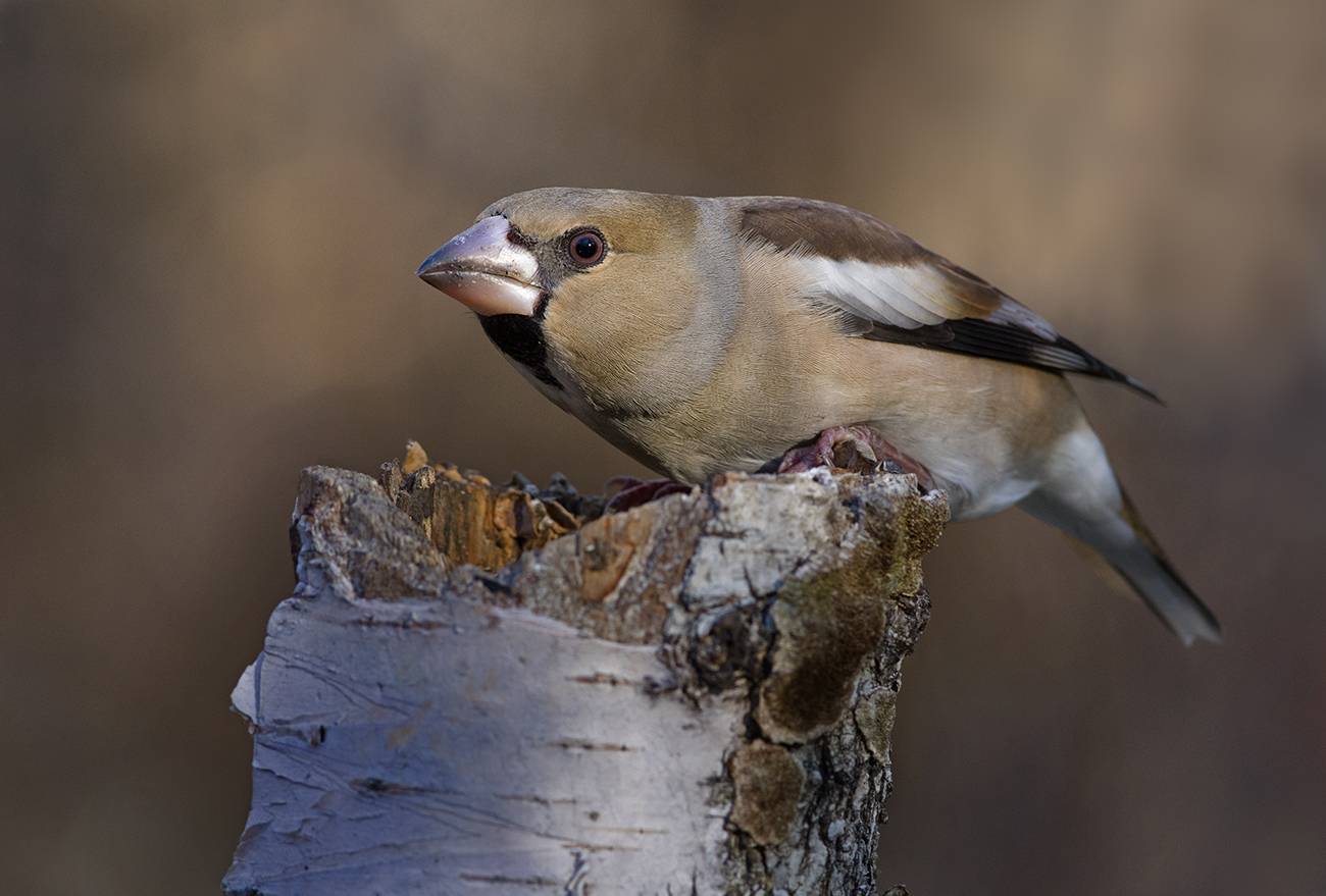 дубонос,самка,поза тревоги, Иван