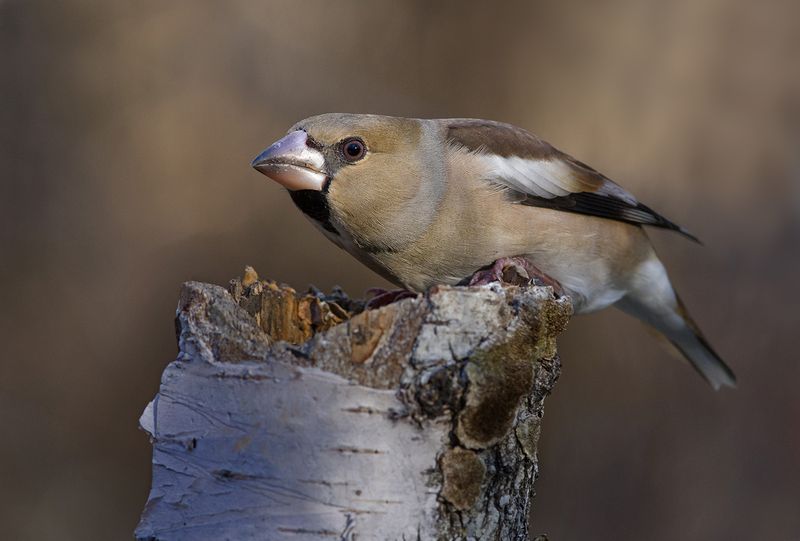 дубонос,самка,поза тревоги Тревожно... фото превью
