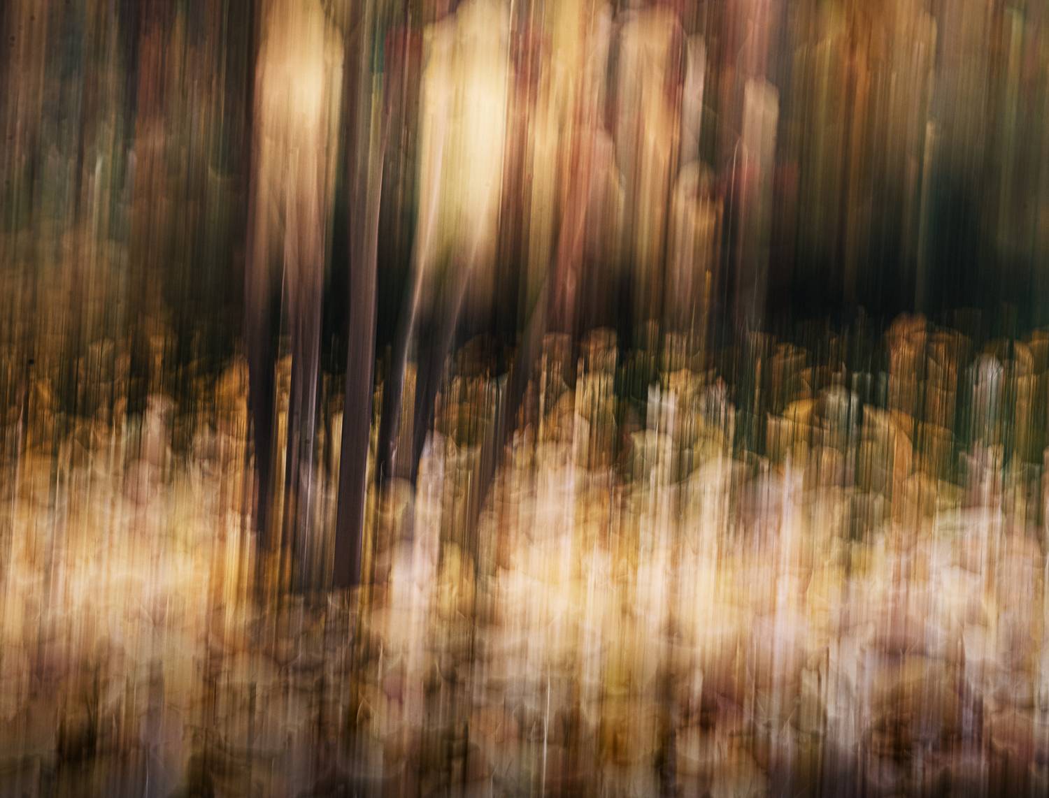 icm, Неля Рачкова