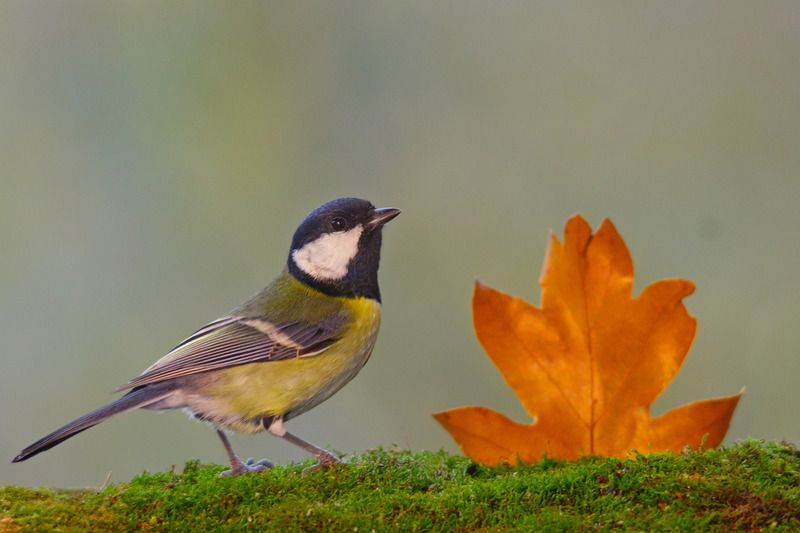 большая синица, parus major, У костерка. фото превью